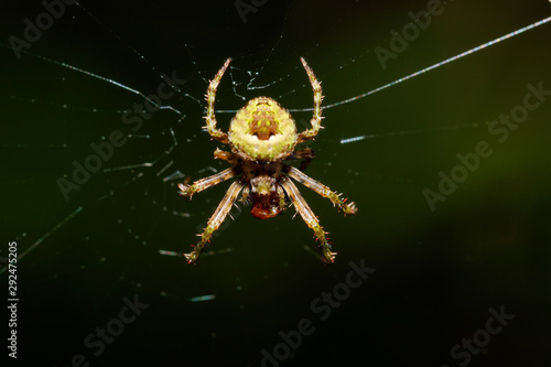 orb-weaver spider spider, Masoala National park, Toamasina province, Madagascar wildlife and wilderness