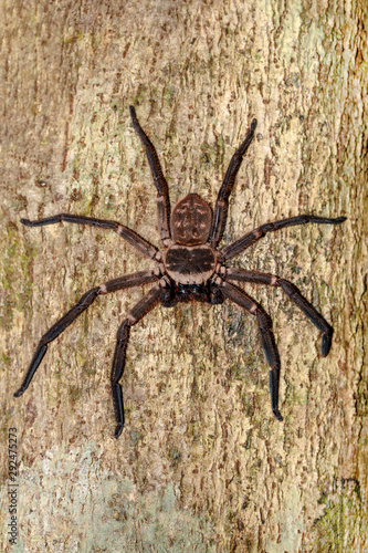 giant spider huntsman on tree trunk. Huntsman spider is members of the family Sparassidae formerly Heteropodidae. Masoala National park, Toamasina province, Madagascar wildlife and wilderness