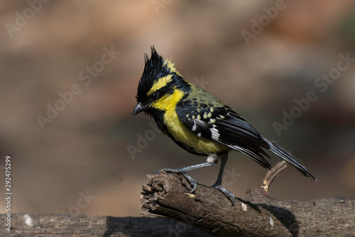 Himalayan black-lored tit