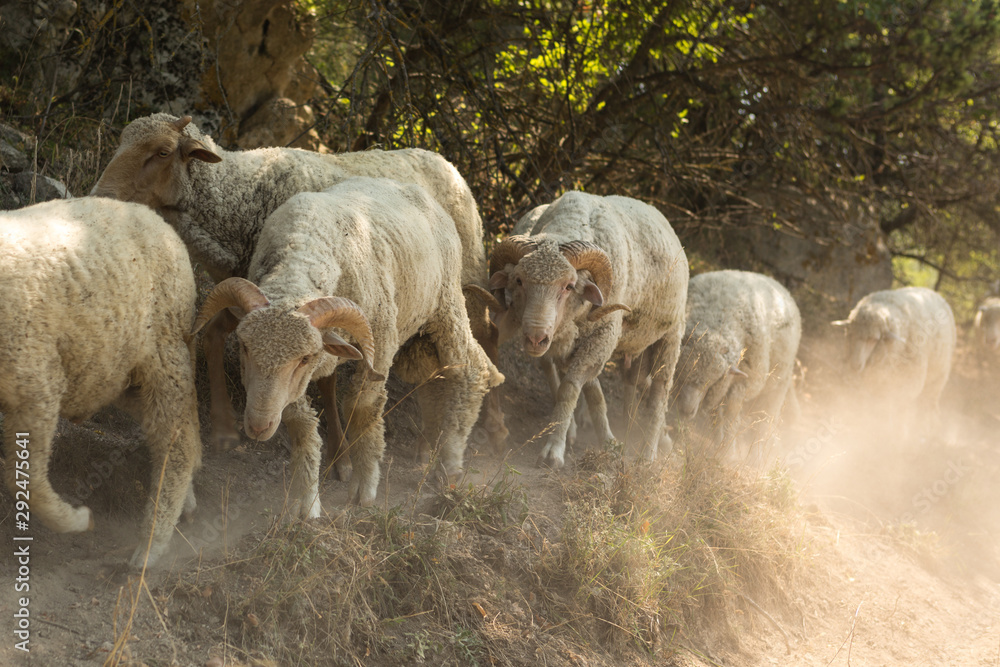 Fototapeta premium Sheep face. Breeding animals, a herd of sheep go to pasture in the meadow
