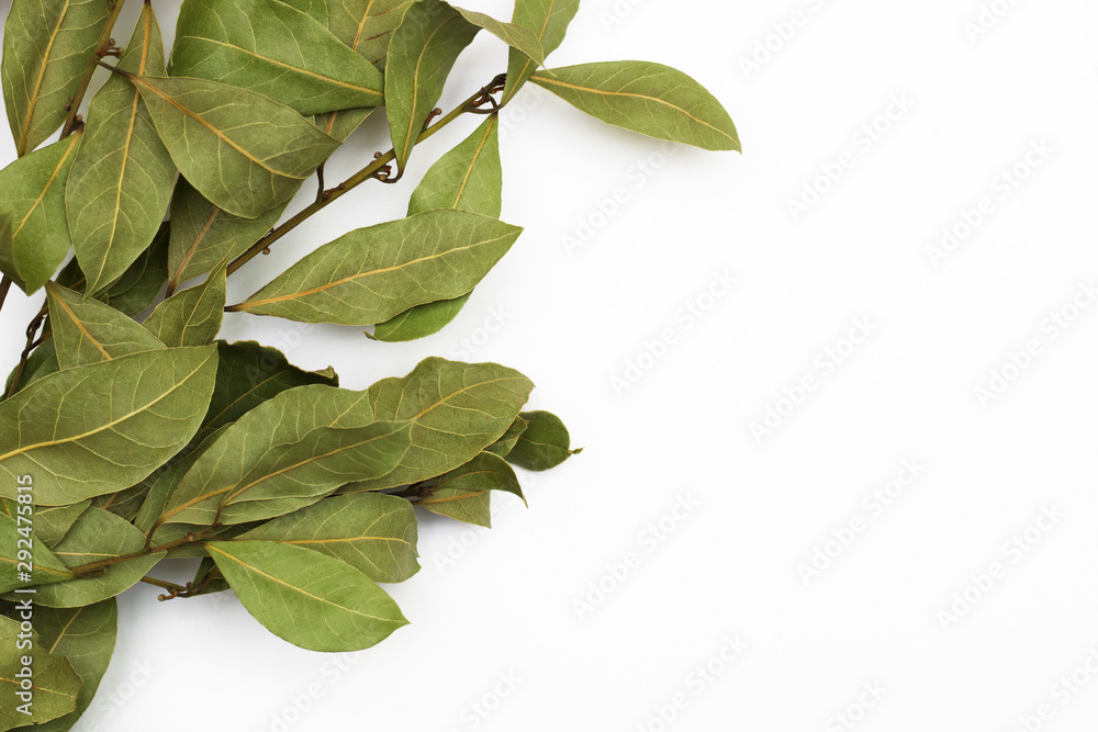 Fototapeta premium A branch of laurel isolated on white background. Branch of green laurel leaves. Leaves of Laurus Nobilis, used in cooking as a spice. Copy space for text