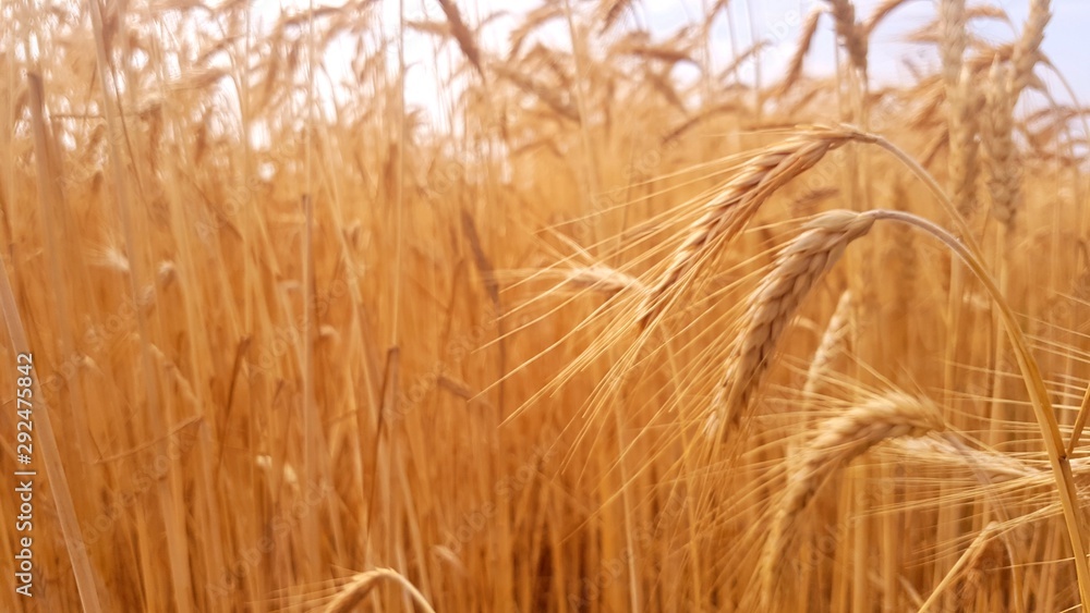 ears of wheat on a background of blue sky ears of wheat on a background of blue sky
