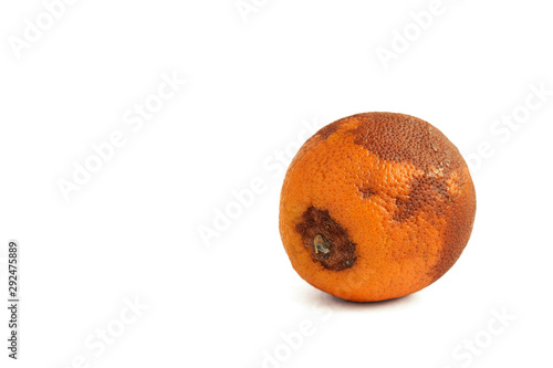 Rotten orange isolated on a white background. Copy space