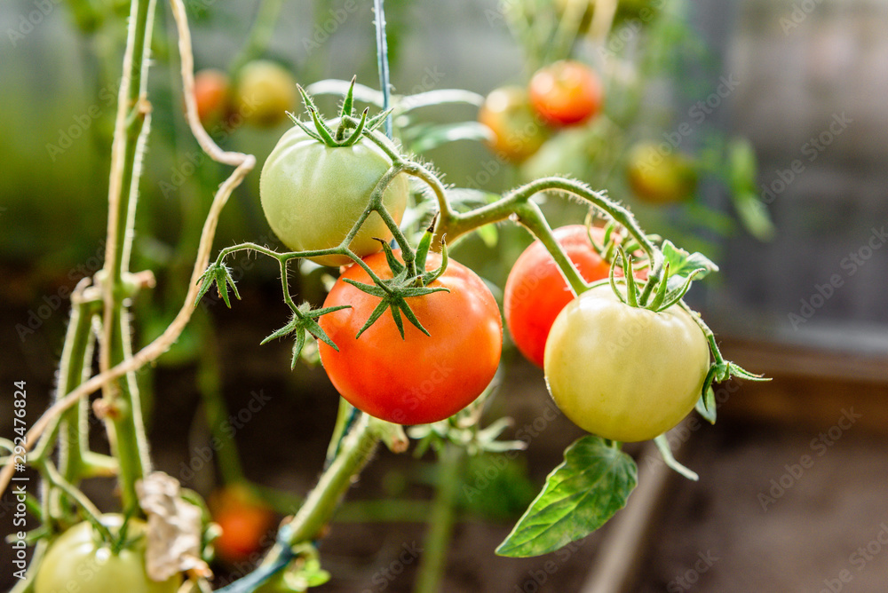 Harvest ripening of tomatoes in greenhouse. Horticulture. Vegetables. Farming.