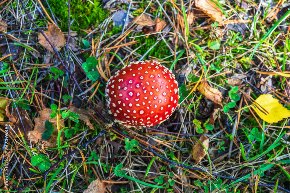 Beautiful red and white Fly agaric at the forest floor Beautiful red and white Fly agaric at the forest floor