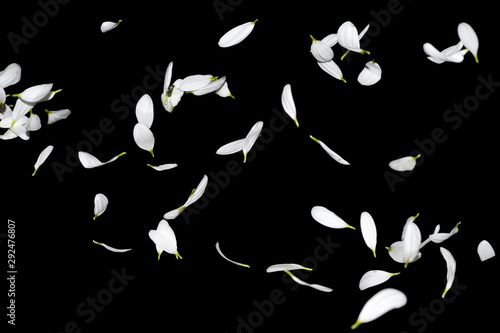 Fényképezés Many white petals of chrysanthemum flowers in the air isolated on a black background