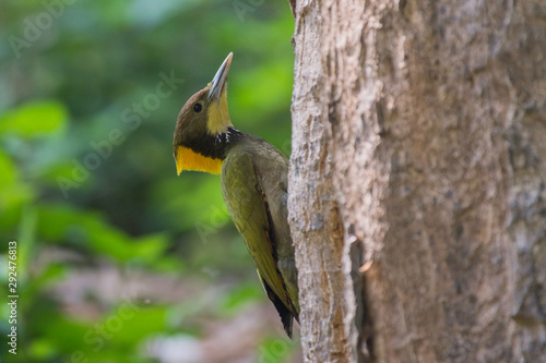 Greater yellownape woodpecker  photo