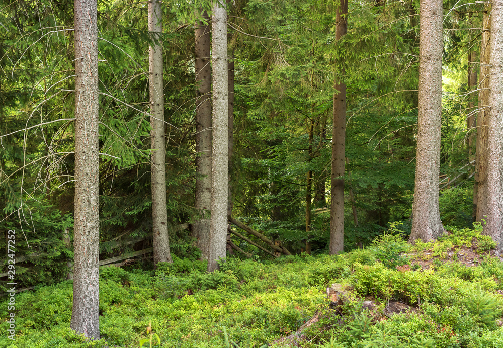 Fototapeta premium Beautiful summer forest. Natural background.