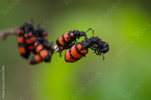 ladybug on leaf