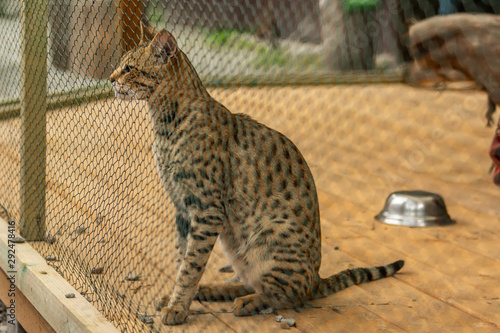 Leopardus pardalis Closeup of African Wild Cat, Felis libyca. Side view of face on blurred background. Wild feline  sad face in a captivity cage  photo