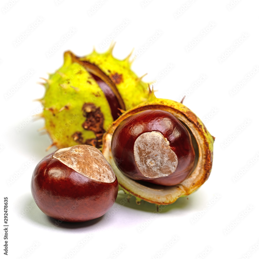 Kastanien, Aesculus, isoliert vor weißem Hintergrund Kastanien, Aesculus, isoliert vor weißem Hintergrund