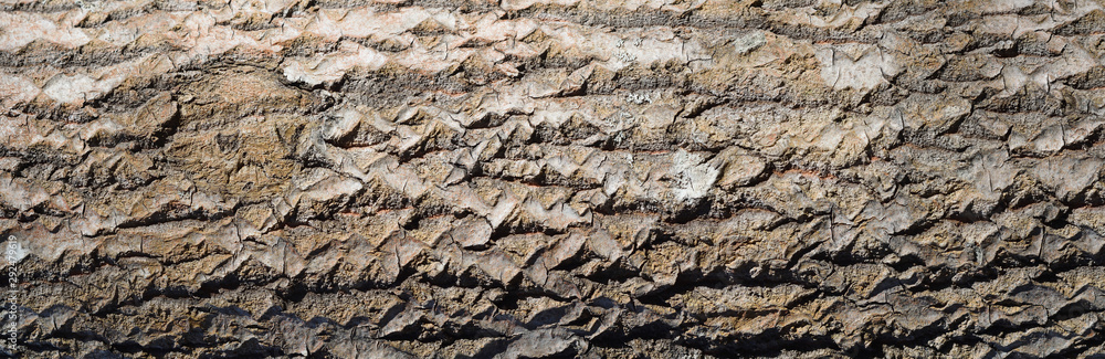 Quaking asp tree bark texture. Large old European aspen trunk background. Panorama. Closeup Quaking asp tree bark texture. Large old European aspen trunk background. Panorama. Closeup