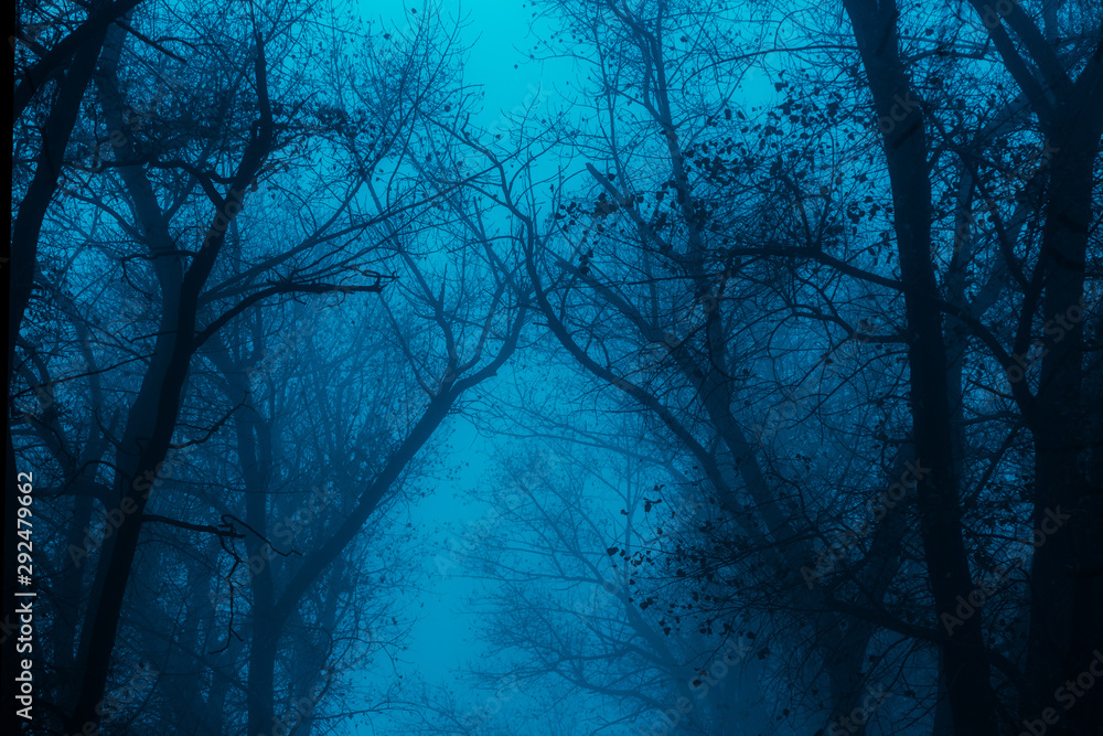 Photo of a mystical fantasy forest, silhouettes of trunks and branches, fog and twilight blue sky - obrazy, fototapety, plakaty 