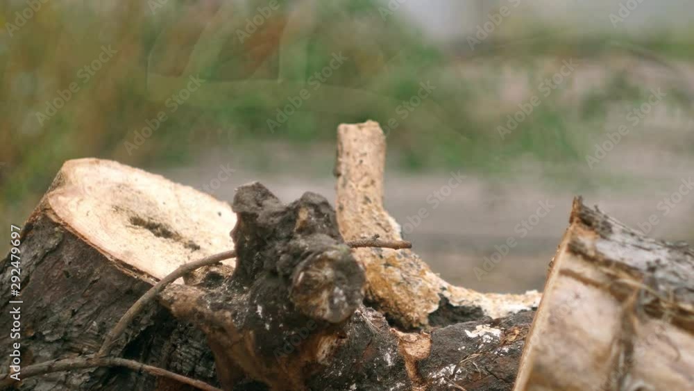Sawing wood with chainsaw. Wooden work. Cutting wooden board. Sawdust differs Sawing wood with chainsaw. Wooden work. Cutting wooden board. Sawdust differs