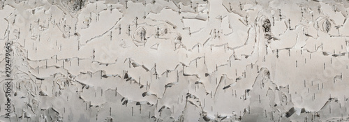 Cuadro en lienzo White birch tree bark texture