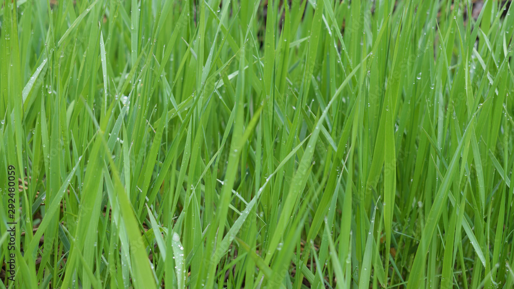 Green grass with water drops after the rain. Nature background. Wet quick grass texture. Closeup Green grass with water drops after the rain. Nature background. Wet quick grass texture. Closeup