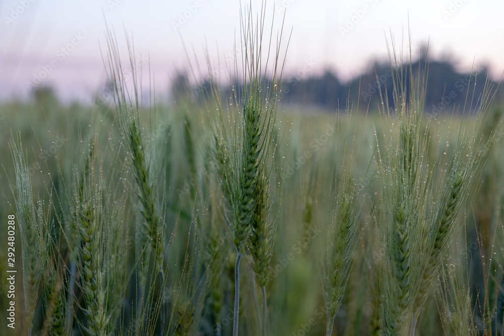 field of wheat with dew drops