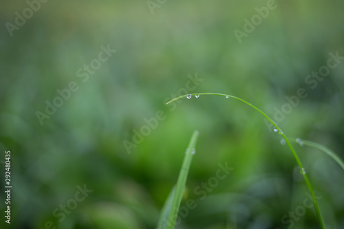 drops on green grass