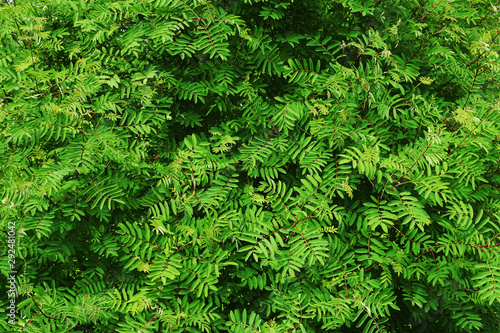 Mountain ash foliage texture background. Summer green leaves of wild ash (sorb, quickbeam, Sorbus aucuparia, witch tree)