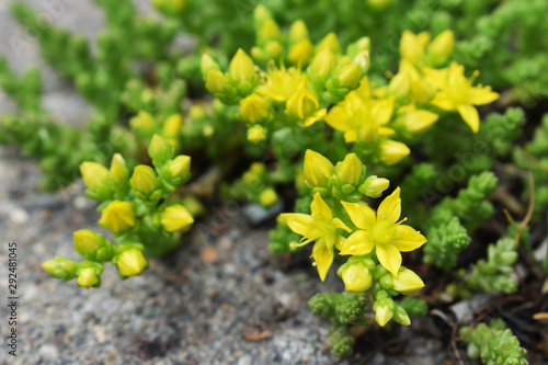 Sedum acre (biting stonecrop, golden moss, love-entangled, mossy stonecrop, pricket, mountain moss, wall pepper, golden tuft, tangle-tail) yellow flowers. Selective focus. Closeup