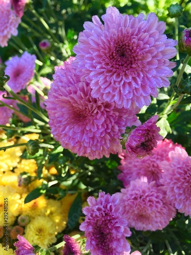 purple chrysanthemums in the garden