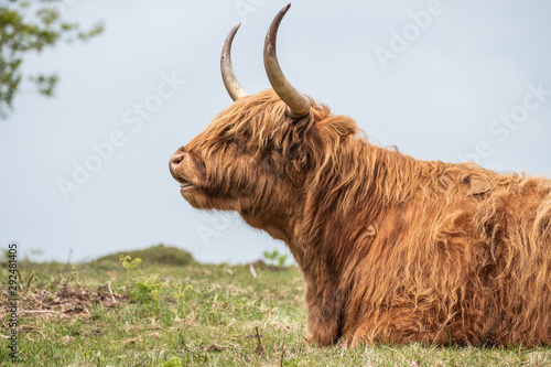 highland cow in field photo