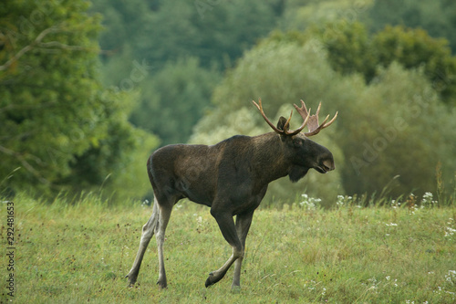 Buul Moose ( Alces alces)