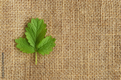 Strawberry green leaf on natural burlap fabric background. Closeup. Copy space. Using natural products concept, healphy food photo