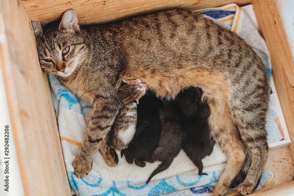 Kittens feeding from mother online