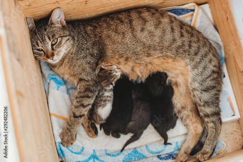 mother cat breastfeeding five newborn baby kittens 
