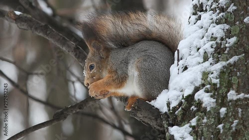 Red squirrel or Eurasian red squirrel (Sciurus vulgaris) sits on a branch and eats a nut