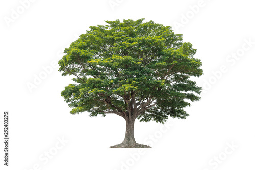  Tree isolated on white background