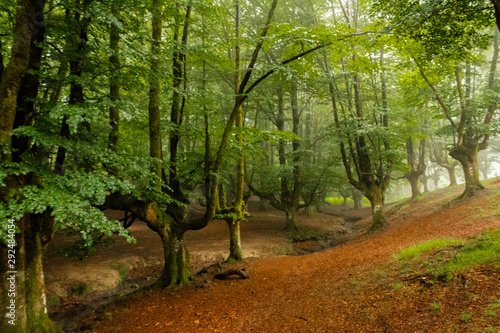 a cloudy day in the Otzarreta forest photo