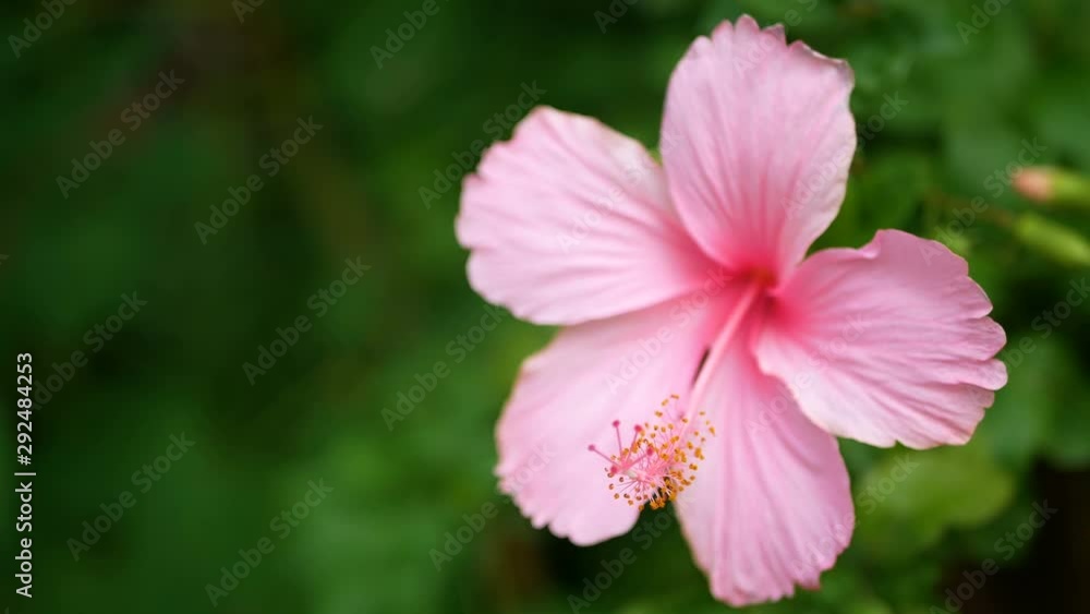 4K of pink Hibiscus rosa-sinensis in park with green leaves plant at background with gentle wind. Hibiscus flower or in other names like Chinese rose , shoe flower , rose mallow or Chaba flower 4K of pink Hibiscus rosa-sinensis in park with green leaves plant at background with gentle wind. Hibiscus flower or in other names like Chinese rose , shoe flower , rose mallow or Chaba flower