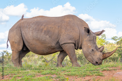 Portrait of a white rhinoceros (Ceratotherium simum), Welgevonden Game Reserve, South Africa.