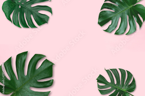 Fototapeta Naklejka Na Ścianę i Meble -  Green leaf background. Tropical leaves Monstera on pink background. Concept of nature in design