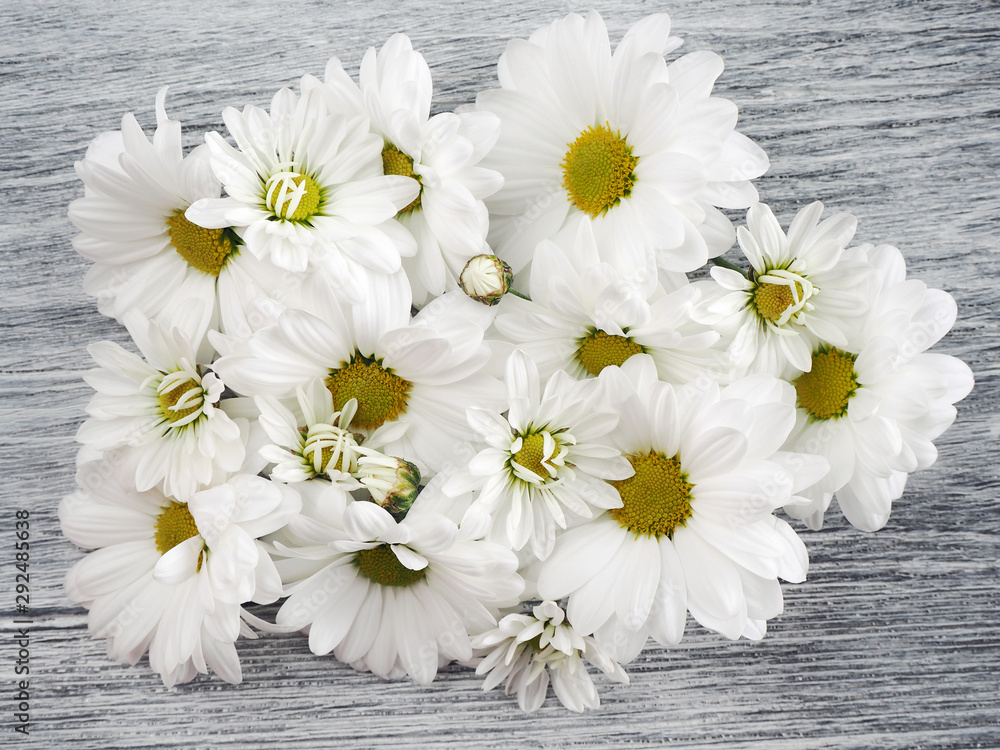Obraz premium Beautiful chrysanthemum flowers on a gray wooden background. White marguerites. Top view