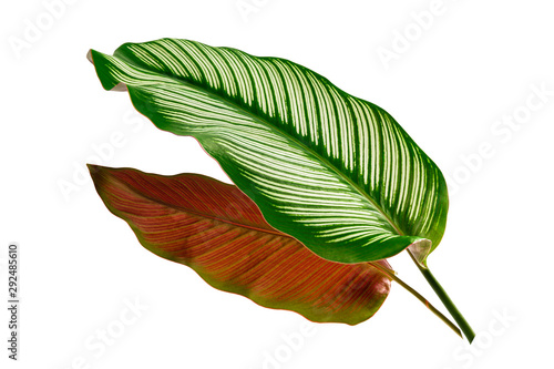 Close up Calathea ornata (Pin -stripe calathea) leaves isolated on white background photo