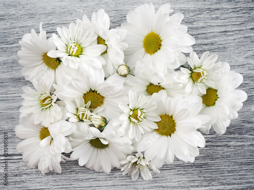 Beautiful chrysanthemum flowers on a gray wooden background. White marguerites. Top view