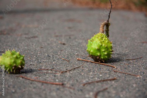 Green chestnut asphalt