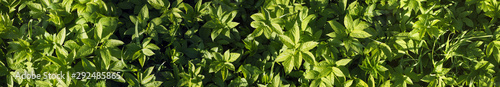 Wallpaper Mural Green grass panorama. Different park plants on a sunny day. Closeup. Top view Torontodigital.ca