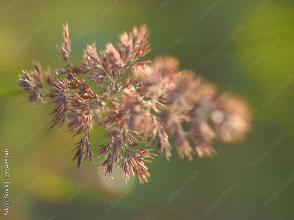cereal plant in the summer. forest cereal plant in the summer. forest