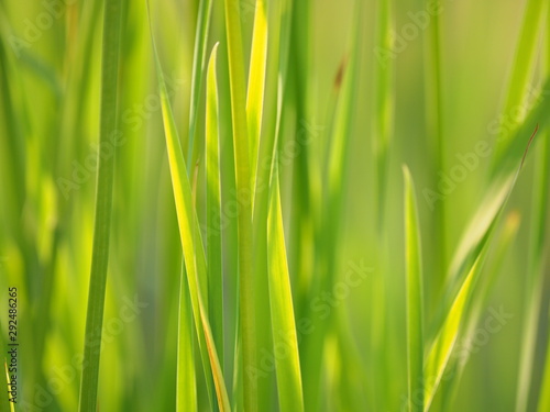 grass in the summer. forest