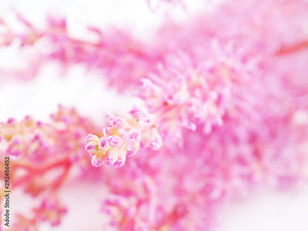 pink astilbe flowers on a white background