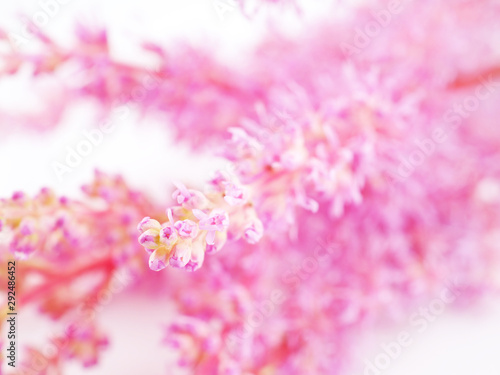 pink astilbe flowers on a white background