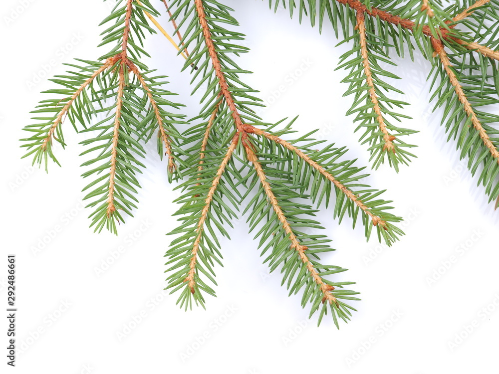 green spruce branches on a white background