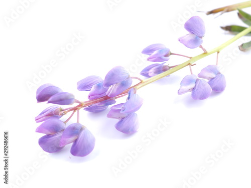 blue lupine flowers on a white background