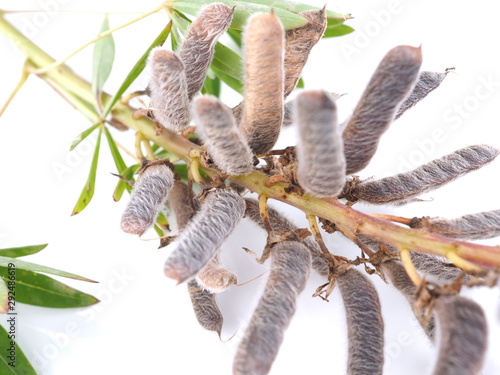 lupine seeds on a white background