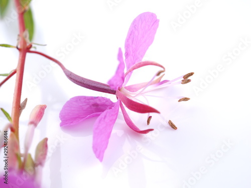 pink flowers Ivan tea on a white background