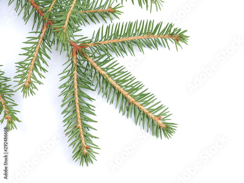 green spruce branches on a white background © enskanto